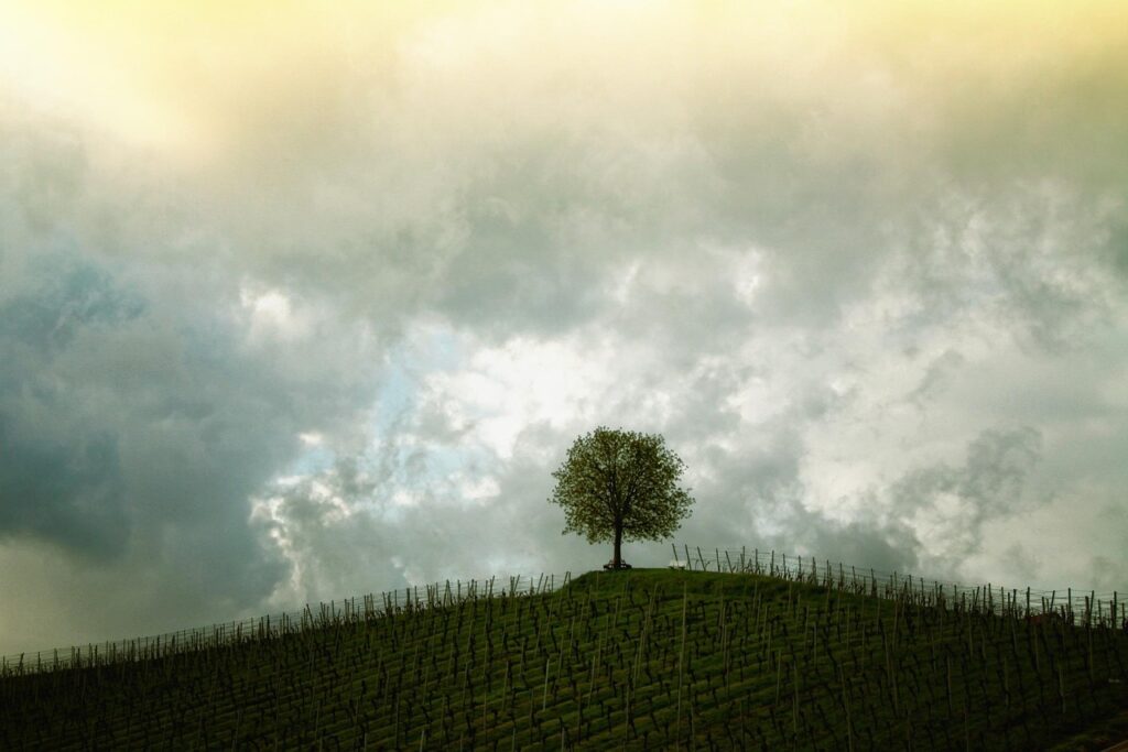 Home tree, hill, vines, vineyard, plantation, nature, farmland, single tree, sky, clouds, landscape, agriculture, rural, countryside
